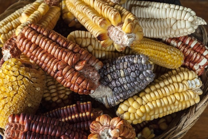 the researchers collected corn samples from seven countries – Argentina, Brazil, India, Indonesia, Serbia, Tunisia, and the USA. GettyImages