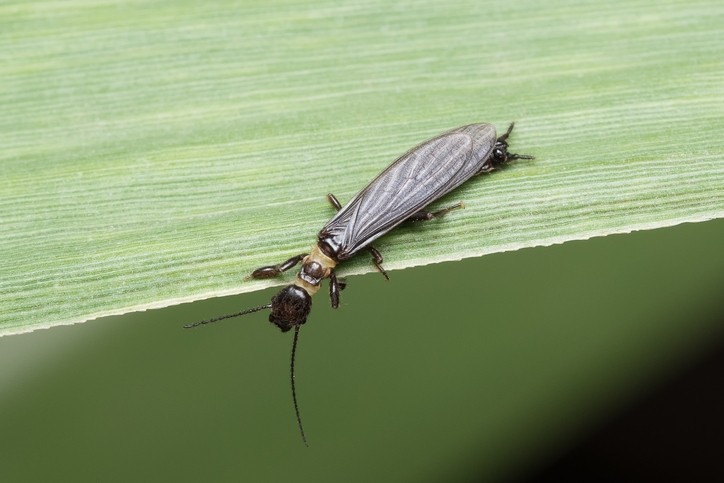 A webspinner on a sugarcane leaf. Image: Getty/Apurv Jadhav