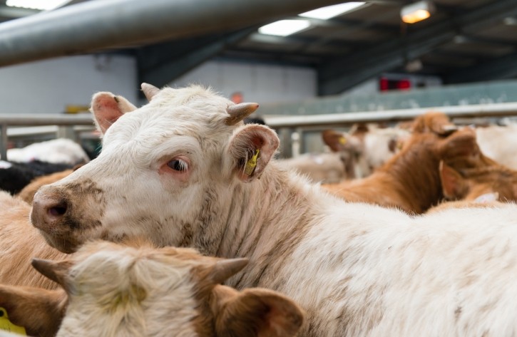 Could sweaty cows solve global food security issues? Image: Getty