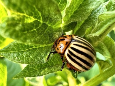 RNAi technology is targeting the Colorado potato beetle, a destructive pest of potato crops that is developing resistance to traditional chemical pesticides. Image: Getty/ Oleh Bilovus