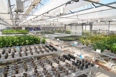 Syngenta will leverage Ginkgo’s Ag biologicals capabilities to optimise secondary metabolite production for a pioneering biological solution: Image: Syngenta