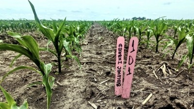 In 2023 trials, treated inbred corn lines demonstrated over 7.3% yield gains and the company is targeting double-digit yield gains this year. Image: BioLumic 