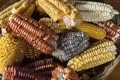 Researchers explored the use of NIR spectroscopy for analyzing characteristics of corn kernels. GettyImages