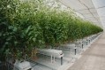 Iyris's flagship product – SecondSky – is a transparent heat-blocking greenhouse cover that blocks excessive heat, maintains consistent temperatures, and reduces heat stress on plants